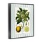 Stupell Industries Lemon Plant Green Stripes Framed Giclee, design by Lettered and Lined